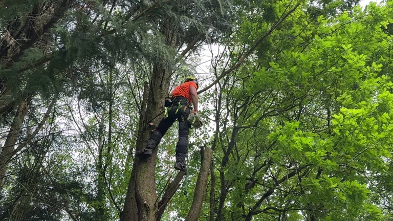 Tree and Shrub Care in Maury, NC